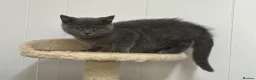 British Shorthair cats for sale: Gorgeous pure British shorthaired kittens - Advert 11