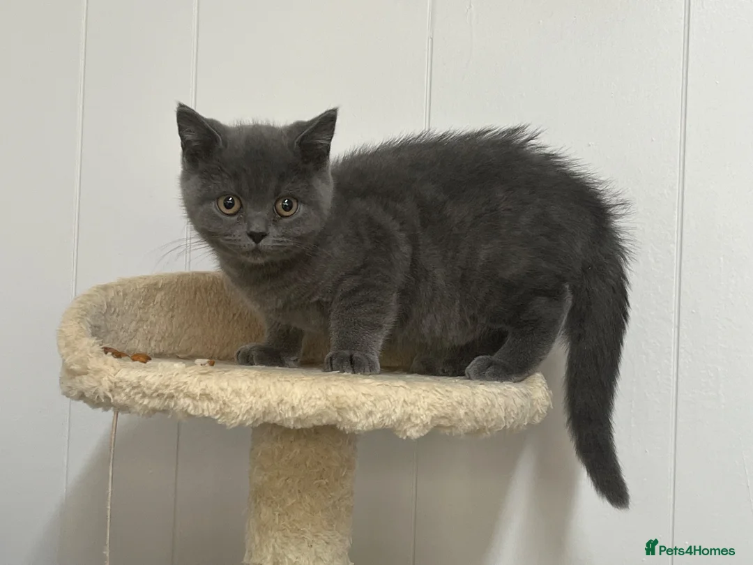 British Shorthair cats for sale: Gorgeous pure British shorthaired kittens - Advert 11