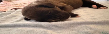 Mixed Breed 4