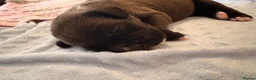 Mixed Breed dogs for sale: Gorgeous cane corso cross puppy’s  - Advert 10