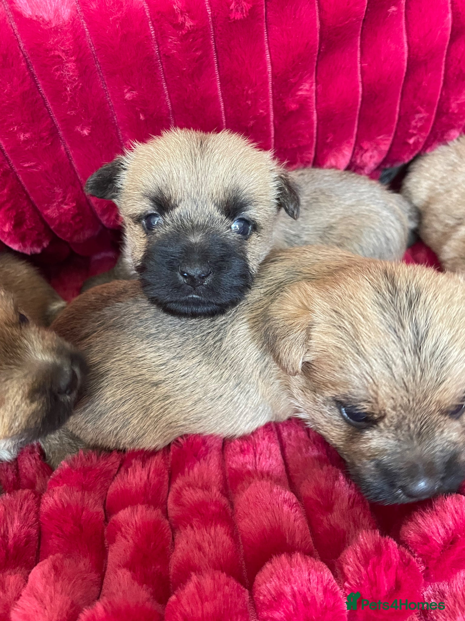 Cairn Terrier dogs Quality KC Reg Cairn Terrier pups  - Advert 5