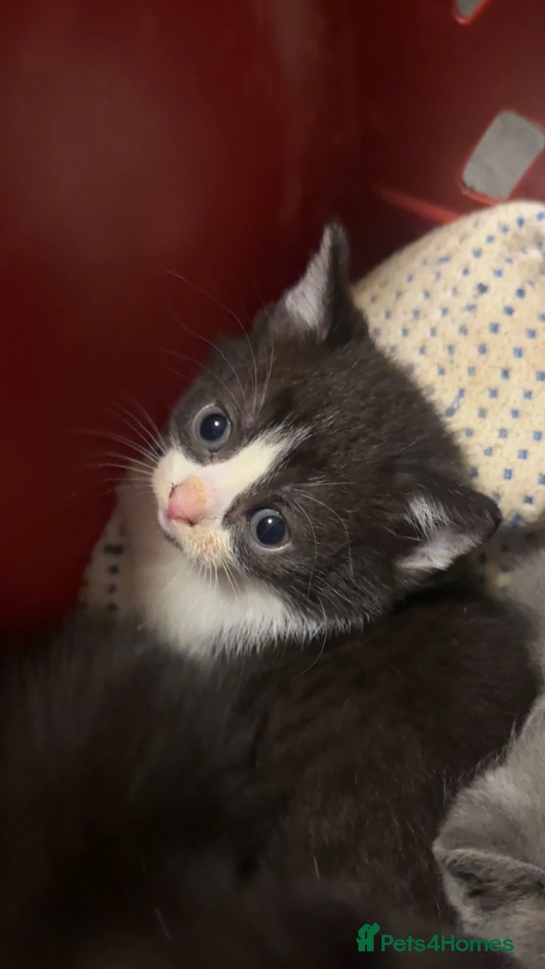 Mixed Breed cats for sale: British shorthair mixed breed kittens for sale  - Advert 2