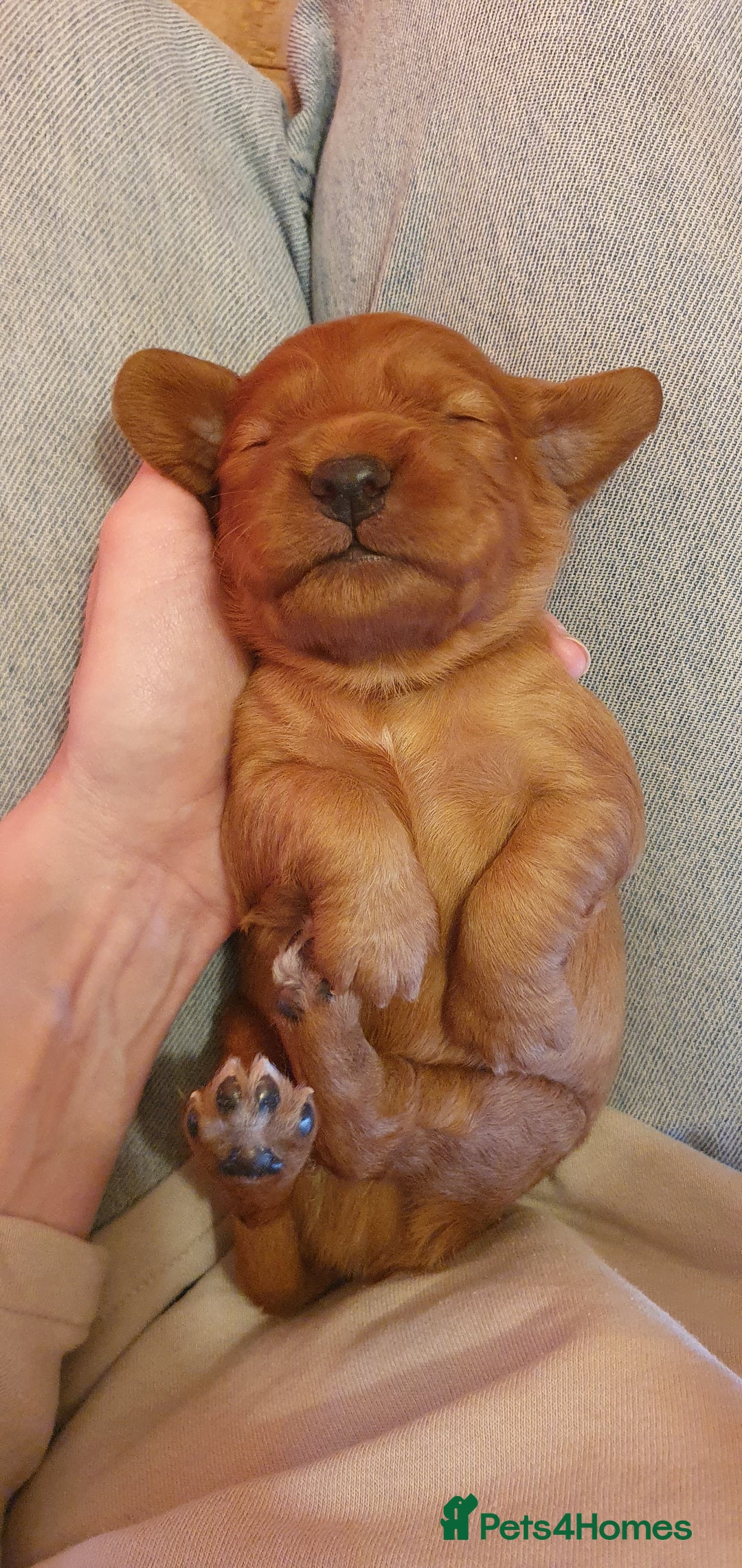 Cocker Spaniel dogs for sale: 4 Gorgeous Cocker Spaniel Puppies - Image 3
