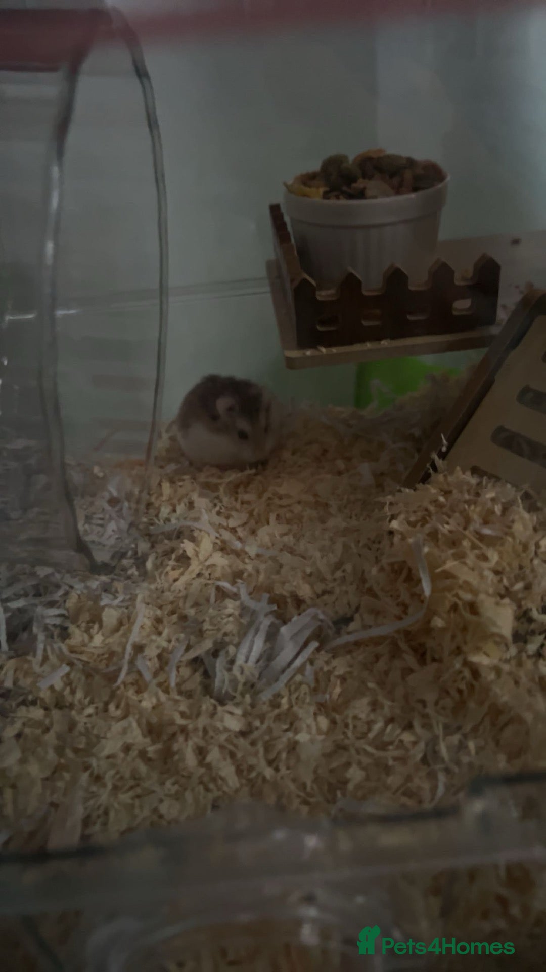 Hamster rodents roborovski hamster - Advert 9