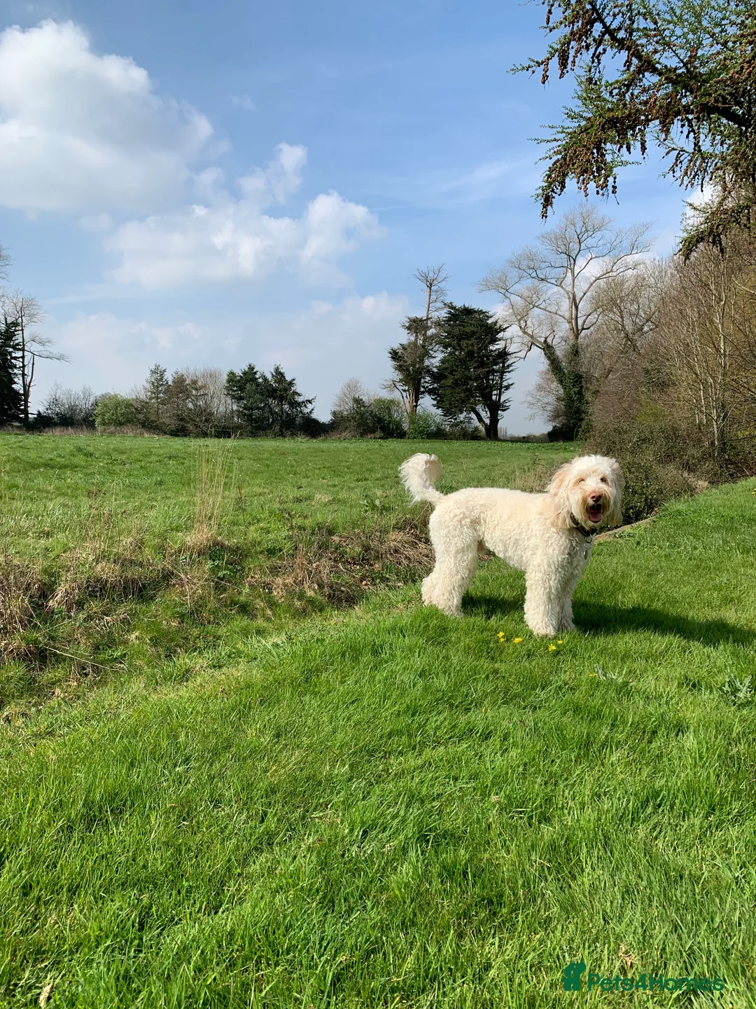 Australian Labradoodle dogs for stud: Healthy Tested Australian Labradoodle for Stud in London - Advert 4