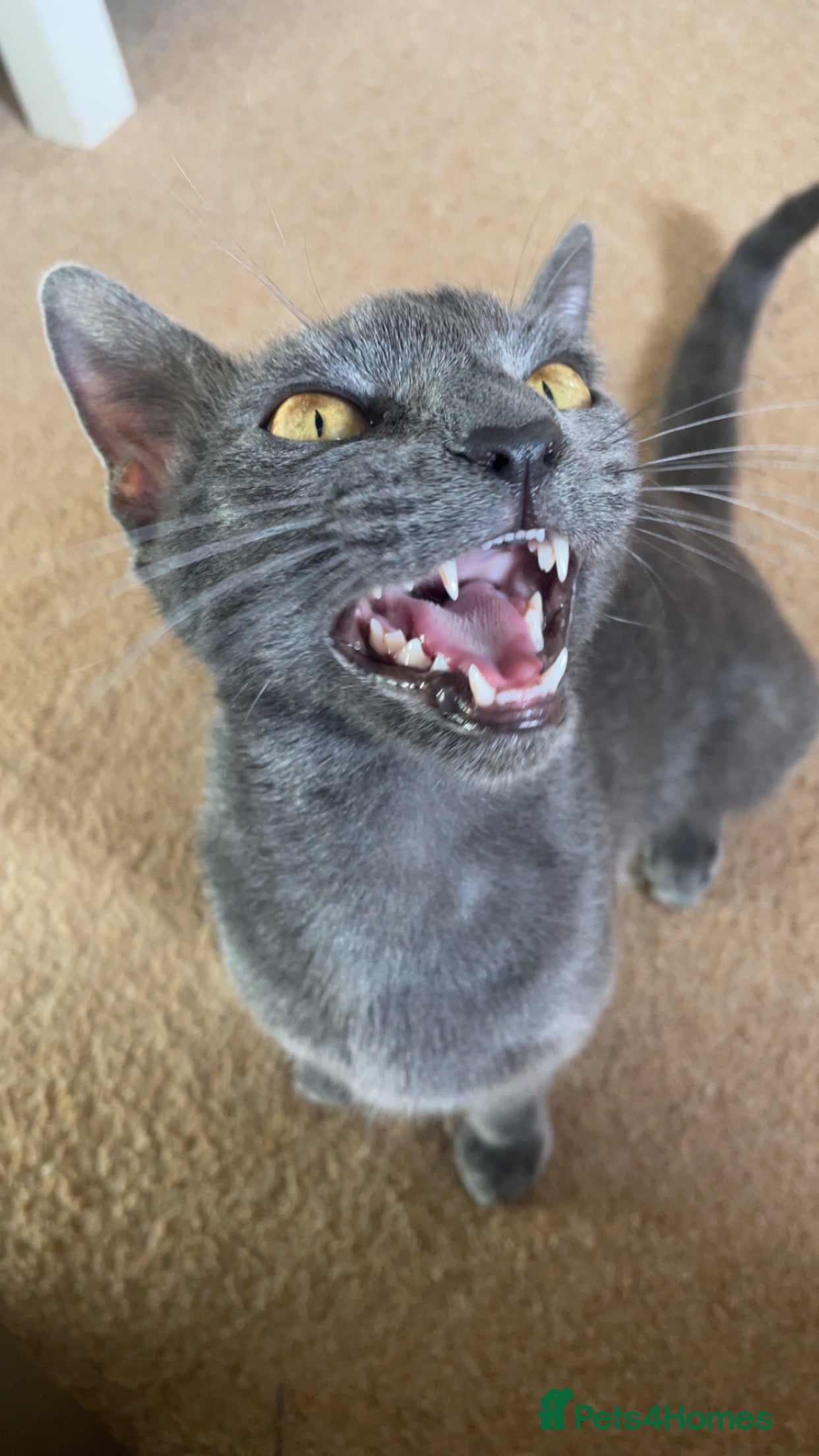 Russian Blue cats Russian blue bengal x Bombay kittens  - Advert 11