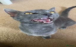 Russian Blue cats for sale: Russian blue bengal x Bombay kittens  - Advert 1