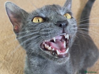 Russian Blue cats Russian blue bengal x Bombay kittens - Advert 5