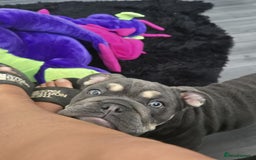 Olde English Bulldogge dogs for sale: nebbr olde english bull dogs  in Sevenoaks - Image 2