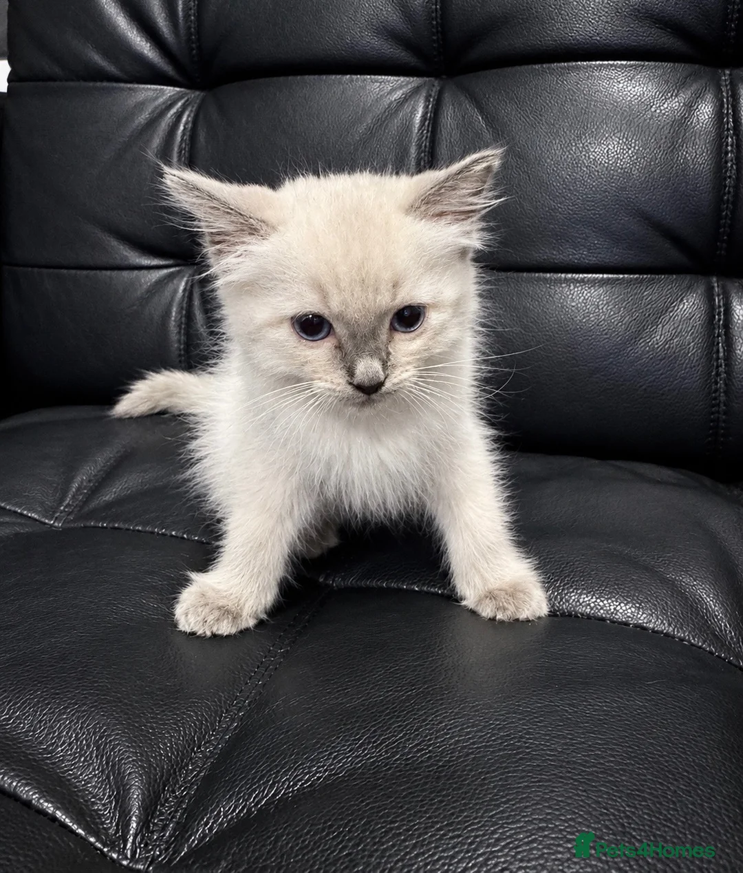 Ragdoll cats for sale: Ragdoll kitten  - Advert 2