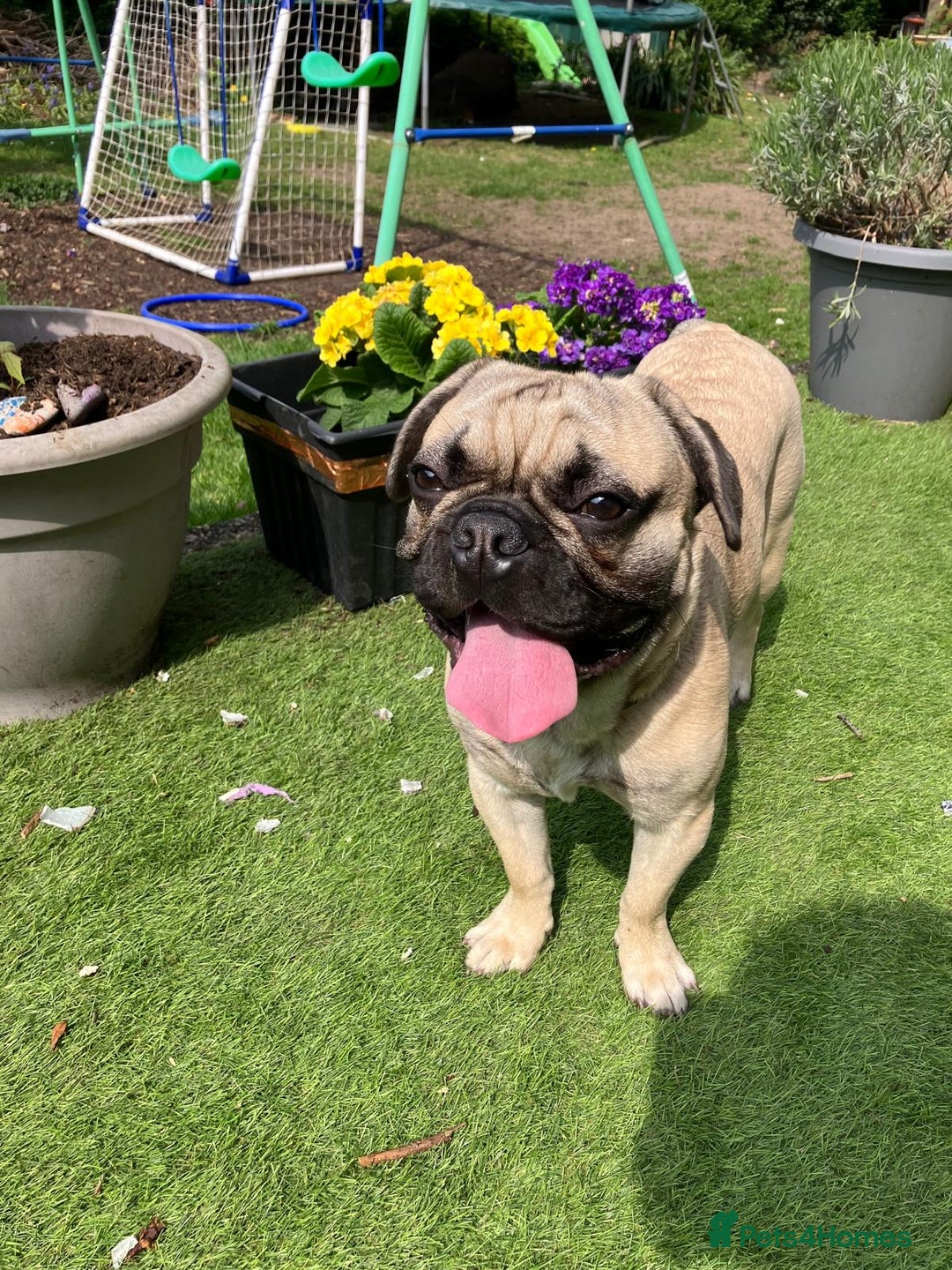 French Bulldog dogs for sale: 1 year old Frenchie cross - Max - Image 8