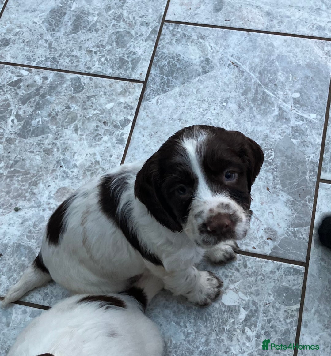 Sprocker dogs for sale: Last Sprocker Pup Remaining in Andover - Image 21