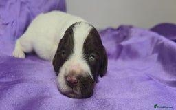 English Springer Spaniel dogs for sale: KC clear DNA vax vetted Springer Pups - Image 11