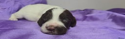 English Springer Spaniel dogs for sale: KC clear DNA vax vetted Springer Pups - Advert 19