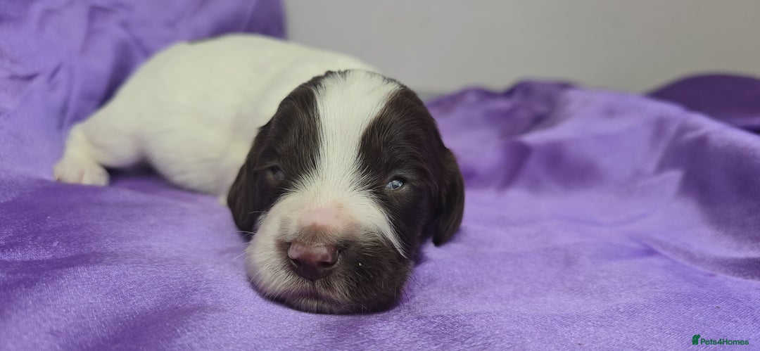 English Springer Spaniel dogs for sale: KC clear DNA vax vetted Springer Pups - Image 11
