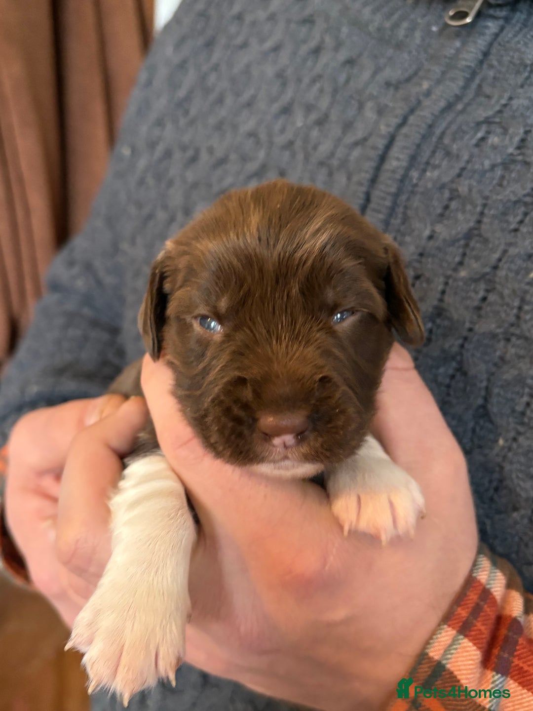 English Springer Spaniel dogs for sale: Beautiful litter of KC REG Puppies - Advert 10