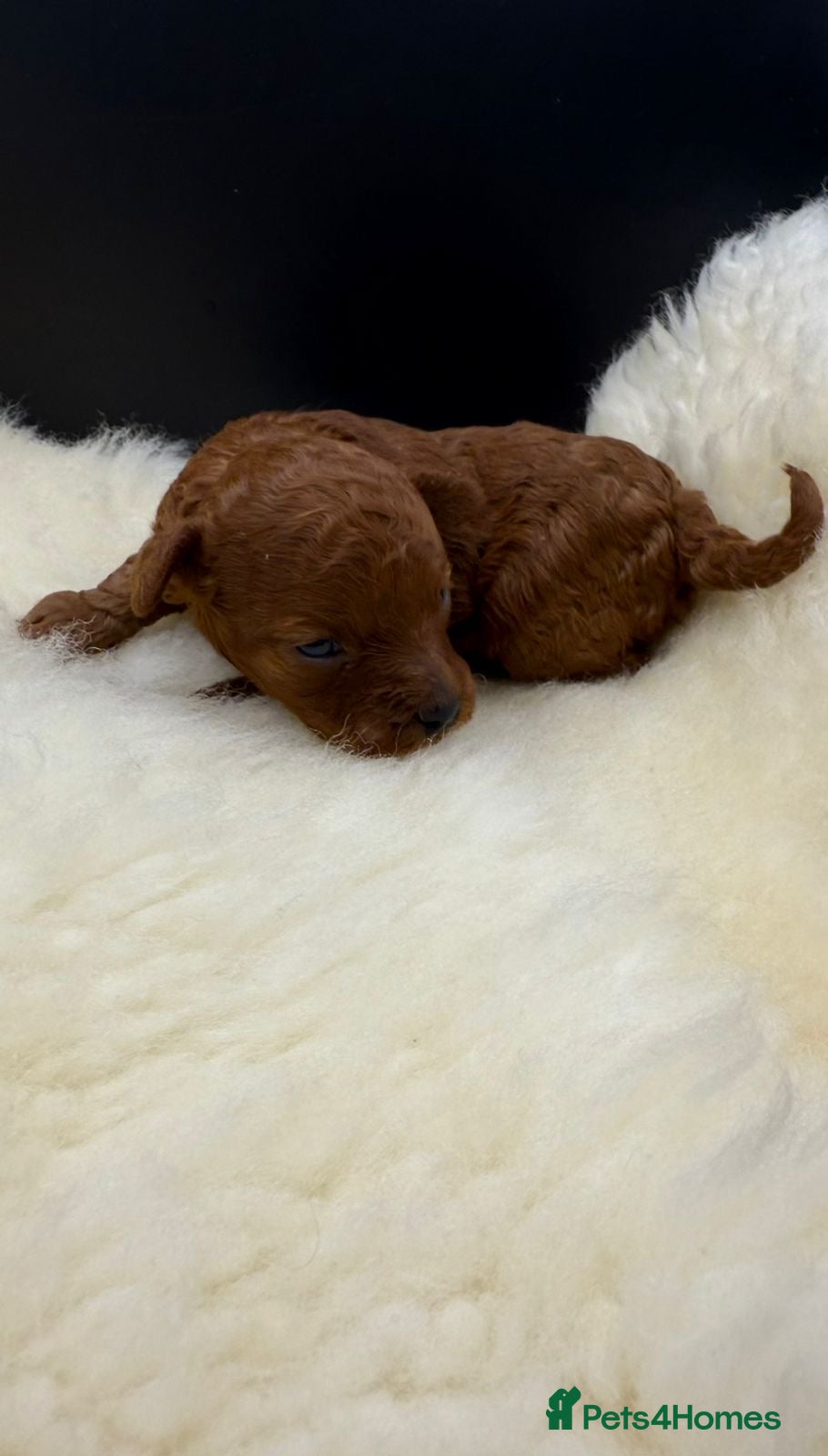 Toy Poodle dogs Asian Toy Poodle  - Advert 1