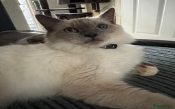 Ragdoll cats for sale: 2 Loving Ragdoll males - Image 5