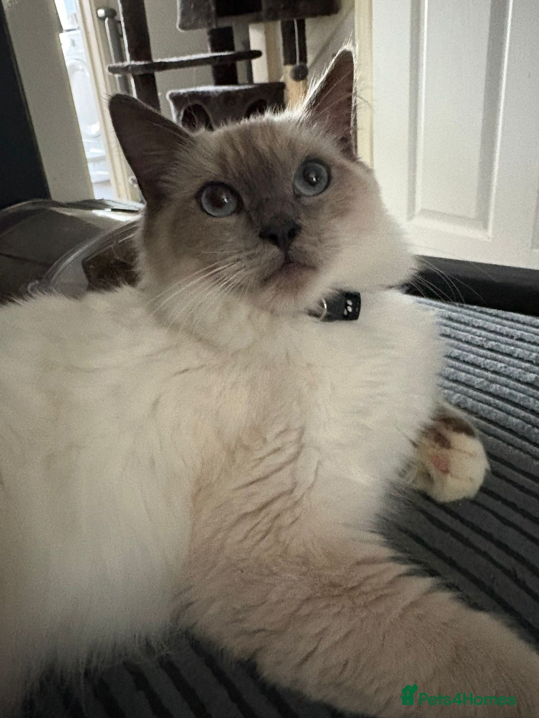 Ragdoll cats for sale: 2 Loving Ragdoll males - Image 5