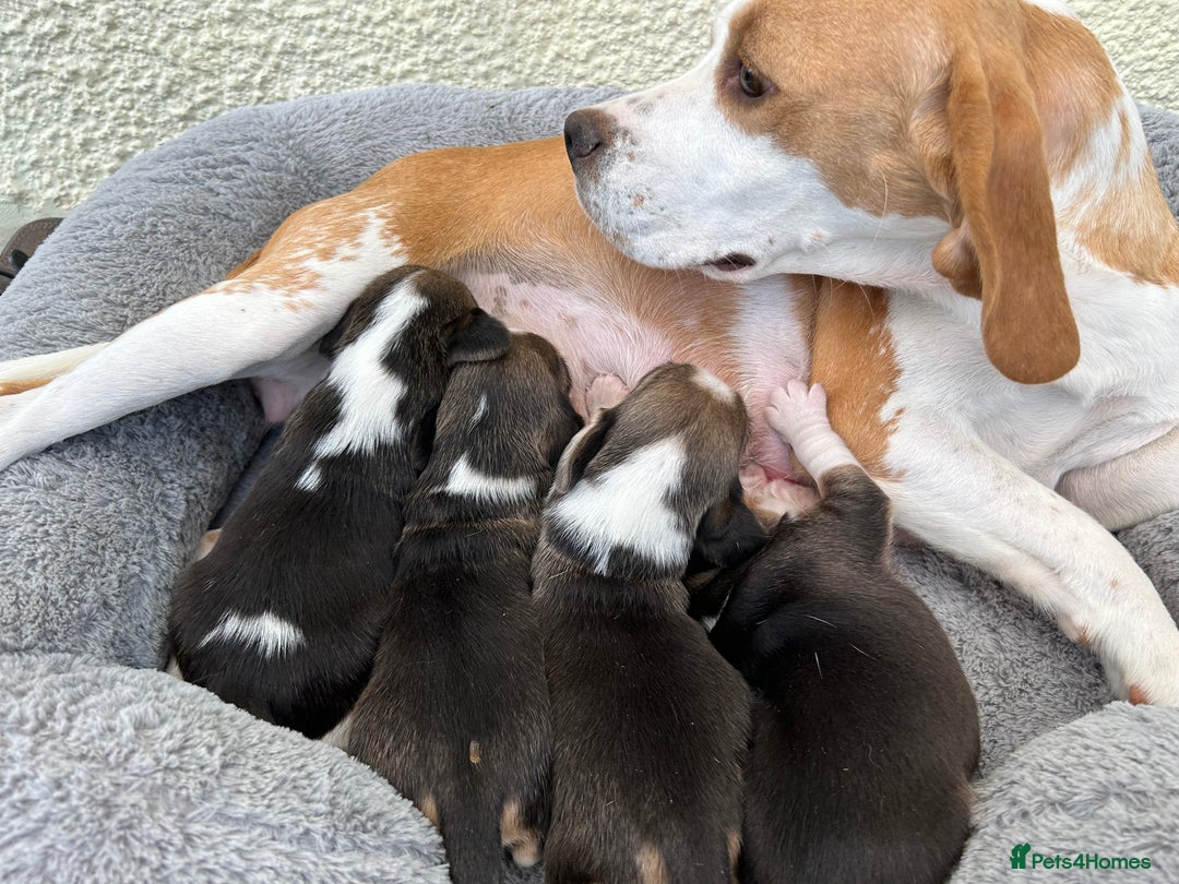 Beagle dogs for sale: Extensively DNA tested clear gorgeous puppies - Image 4