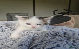Russian Blue cats for sale: Lovley Russian blue  - Image 11