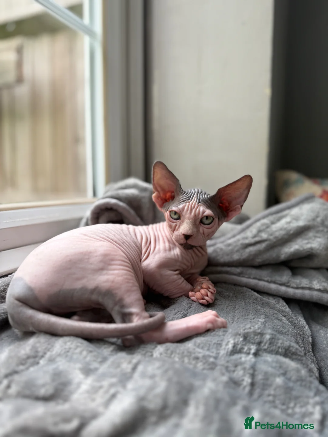Sphynx cats for sale: Famale Kitten 😻 - Advert 2