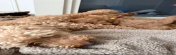 Cavapoo dogs for sale: F1 Cavapoo puppies. Boys and Girls available  - Advert 13