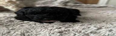 Shihpoo boy 2 black 