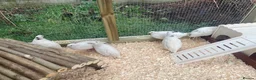 Quail poultry for sale: ** JUMBO WHITE QUAIL EGGS FOR SALE ** - Advert 4