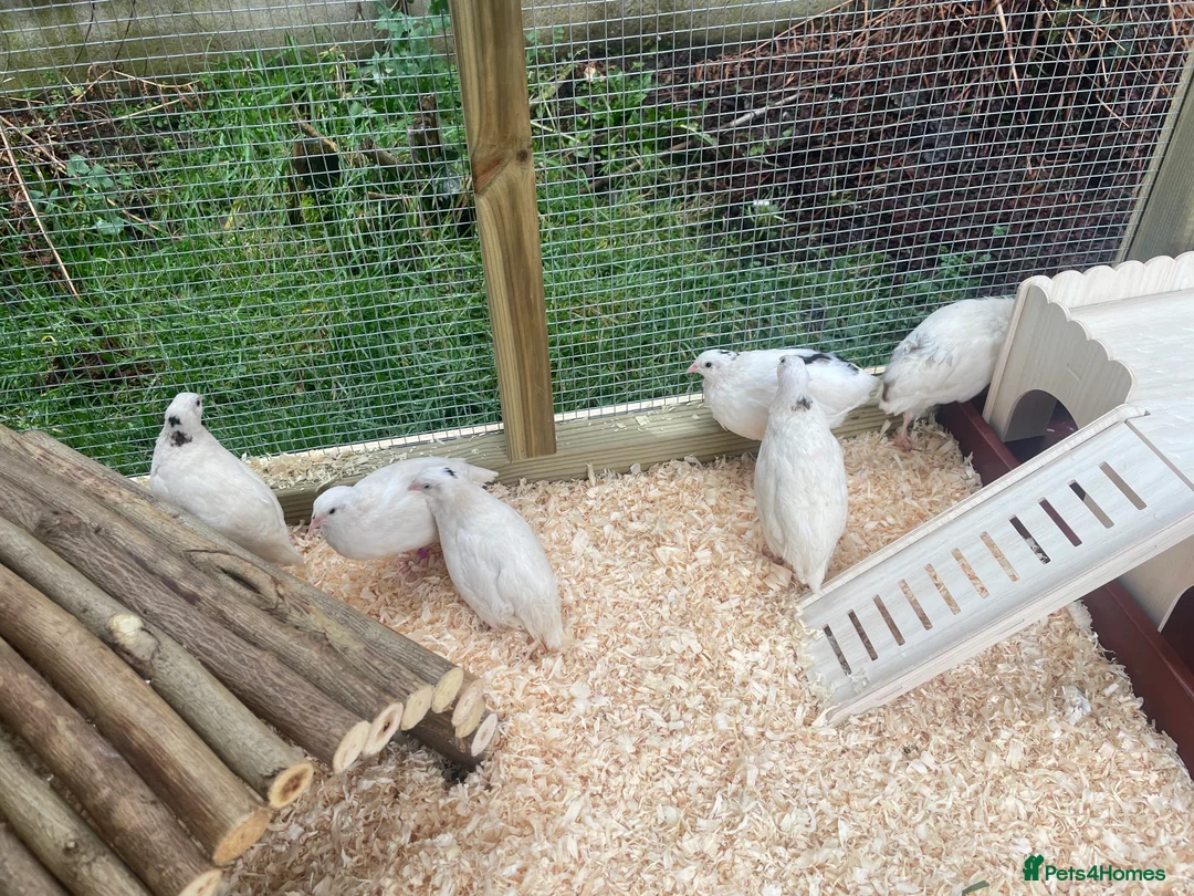 Quail poultry for sale: ** JUMBO WHITE QUAIL EGGS FOR SALE ** - Advert 4