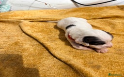 Cocker Spaniel dogs for sale: Cocker Spaniel Puppies  for sale - Image 3