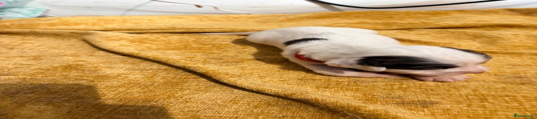 Cocker Spaniel Puppy 5 (red)