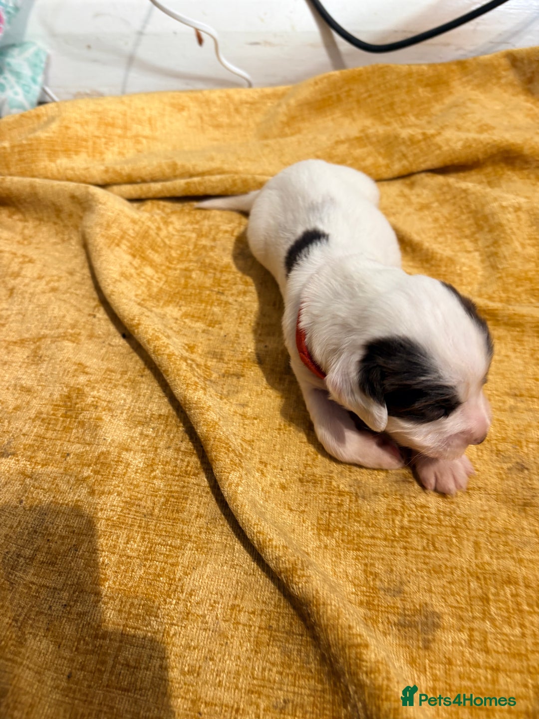 Cocker Spaniel dogs for sale: Cocker Spaniel Puppies  for sale - Image 3