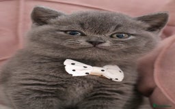 British Shorthair cats for sale: ❤️British Shorthair Kittens GCCF -Ready December  - Image 5