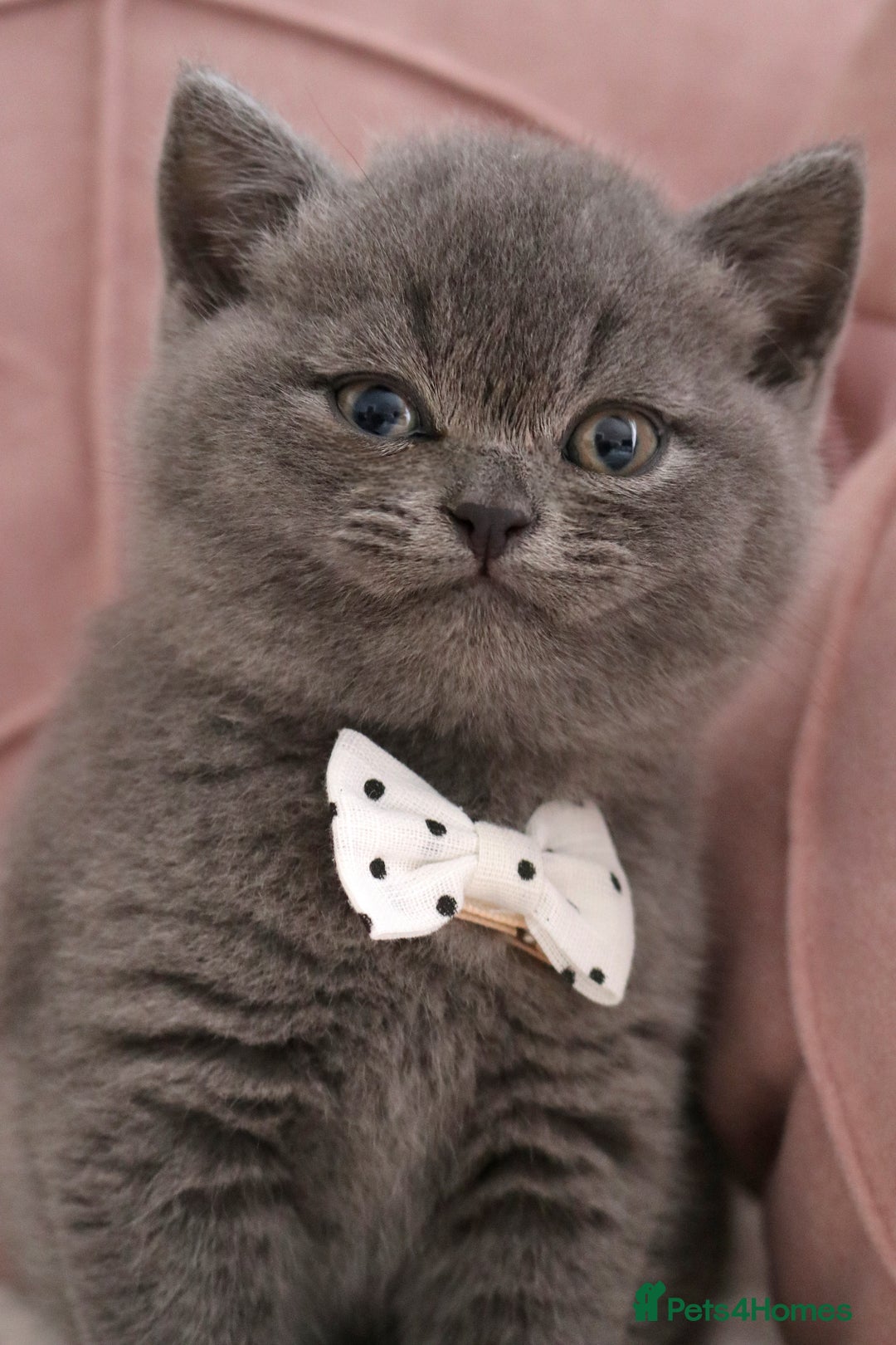 British Shorthair cats for sale: ❤️British Shorthair Kittens GCCF -Ready December  - Image 5