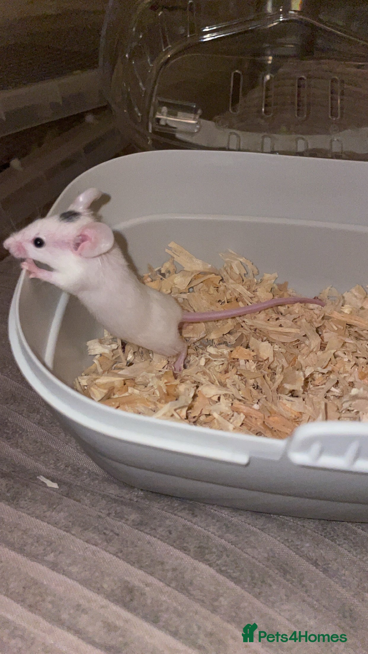 Mouse rodents Female baby mice.  - Advert 1