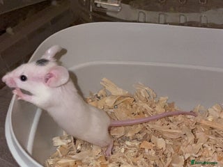 Mouse rodents Female baby mice. - Advert 1