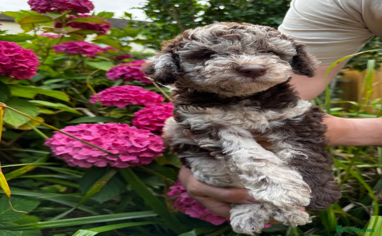 Labradoodle dogs - Advert 1