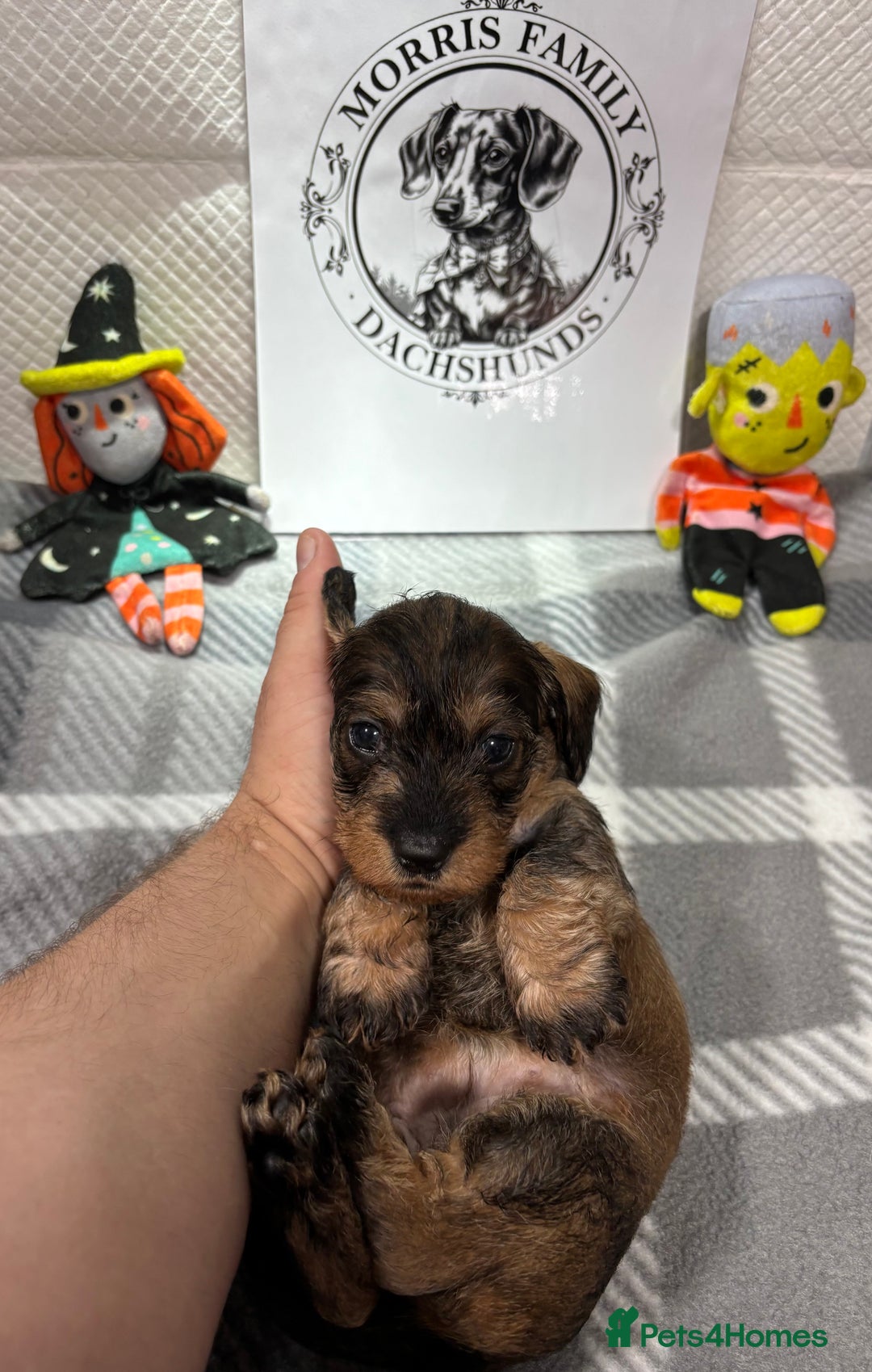 Miniature Dachshund dogs for sale: Stunning miniature wire haired dachshunds  - Image 10