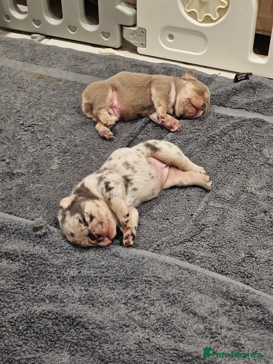 Mixed Breed dogs for sale: Micro exotic,s. - Advert 21