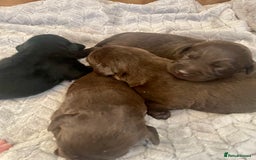 Labrador Retriever dogs for sale: LABRADOR PUPPIES 5 GEN ENHANCED PEDIGREE  - Image 4
