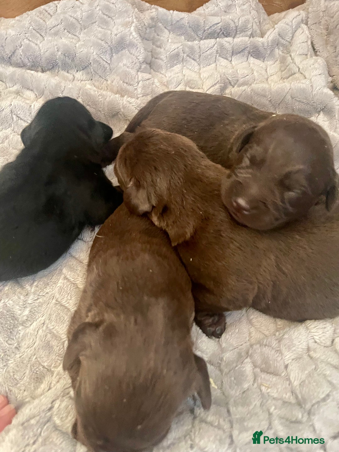 Labrador Retriever dogs for sale: LABRADOR PUPPIES 5 GEN ENHANCED PEDIGREE  - Image 4