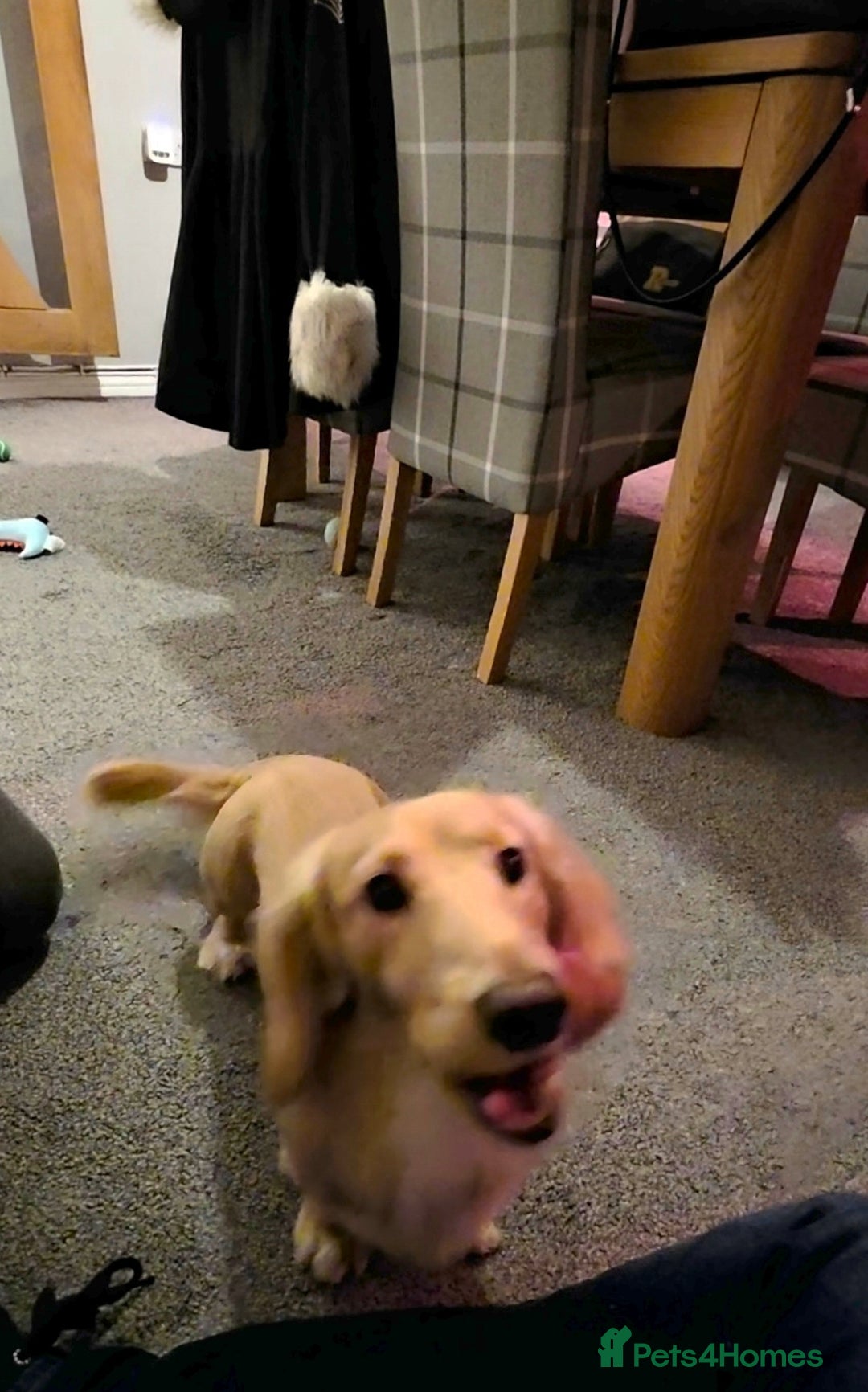 Dachshund dogs for sale: Long Haired Cream Dachshund - Advert 5