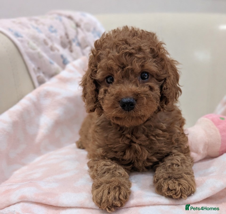 Cavapoo dogs F1b  adorable cavapoo puppies - Advert 4