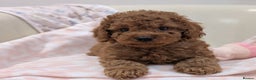 Cavapoo dogs for sale: F1b  adorable cavapoo puppies - Advert 1