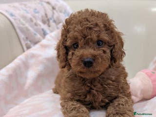 Cavapoo dogs F1b adorable cavapoo puppies - Advert 11