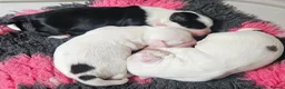 Tibetan Terrier dogs for sale: 1 STUNNING MALE Tibtan Terrier - Advert 1