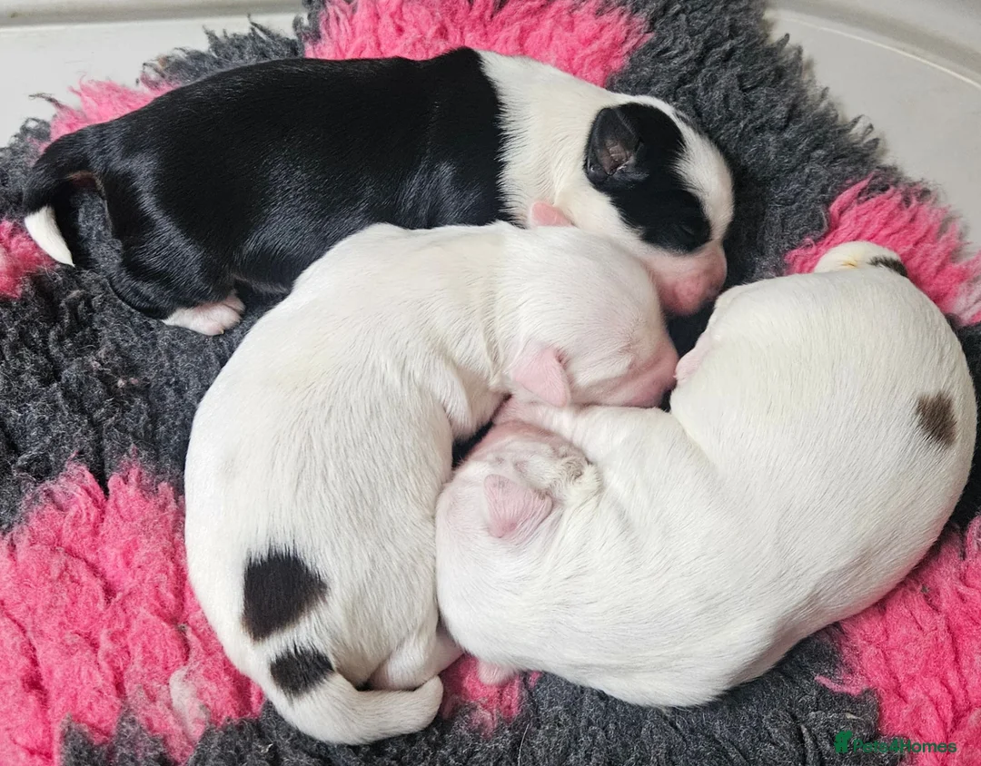Tibetan Terrier dogs for sale: 1 STUNNING MALE Tibtan Terrier - Advert 1