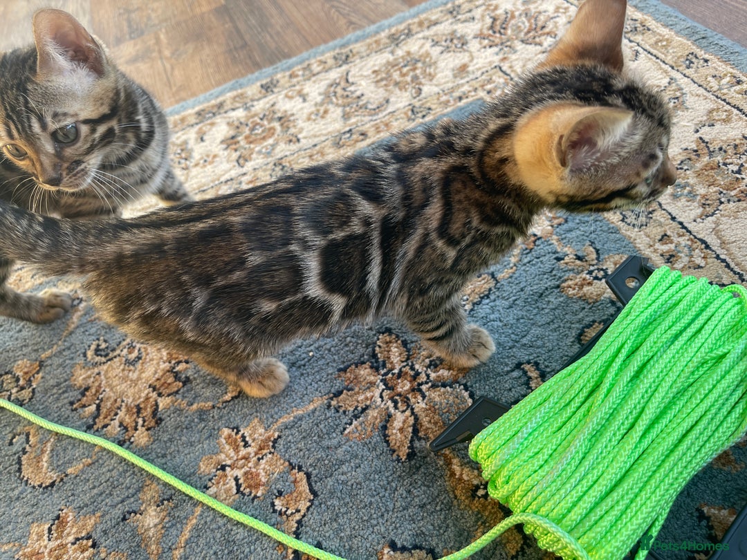 Bengal cats for sale: Bengal kitten girl for sale-Stunning 3-color Roset - Advert 12