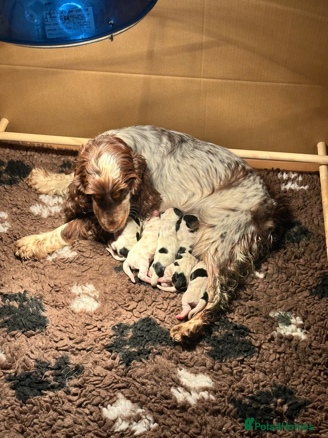Cocker Spaniel dogs for sale: Beautiful black and white female show type - Advert 2